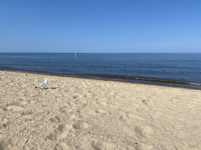 The beach gulls are first at the shoreline.